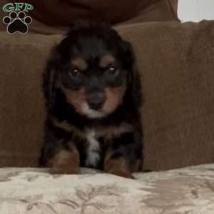 Sandy, Cavapoo Puppy